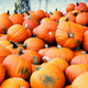 Illustration for article titled How Ancient People Saved the Pumpkin from Extinction